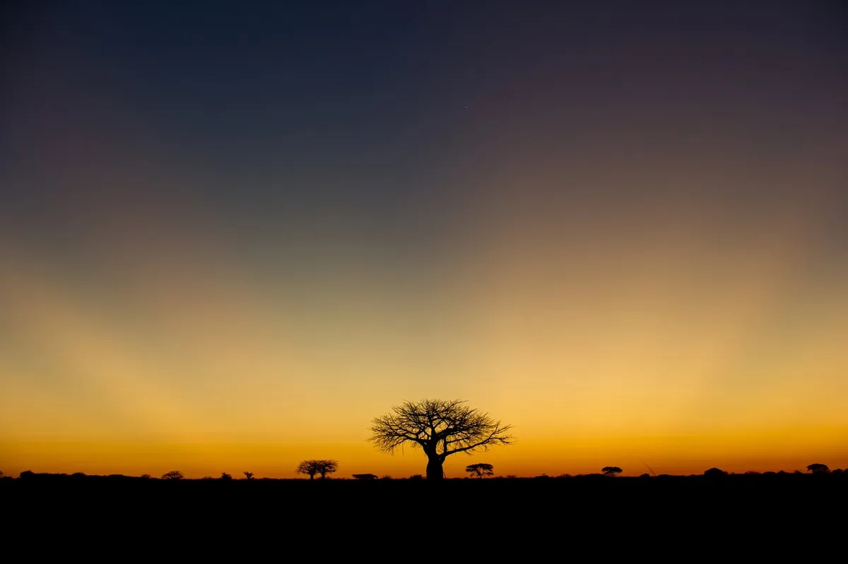 Kigelia Ruaha — photo 14