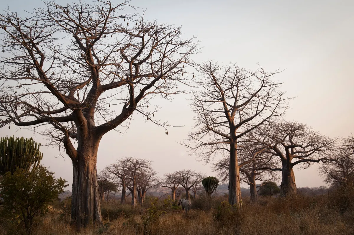 Kigelia Ruaha — photo 15