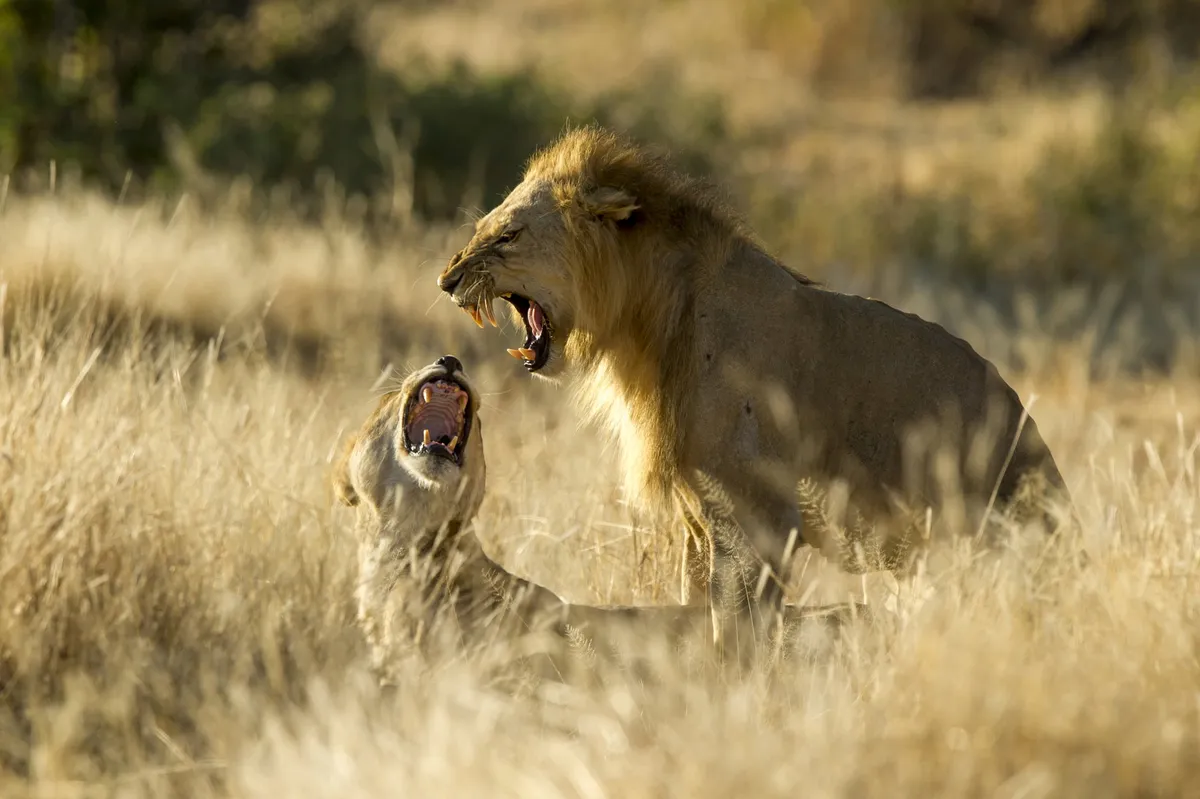 Kigelia Ruaha — photo 18
