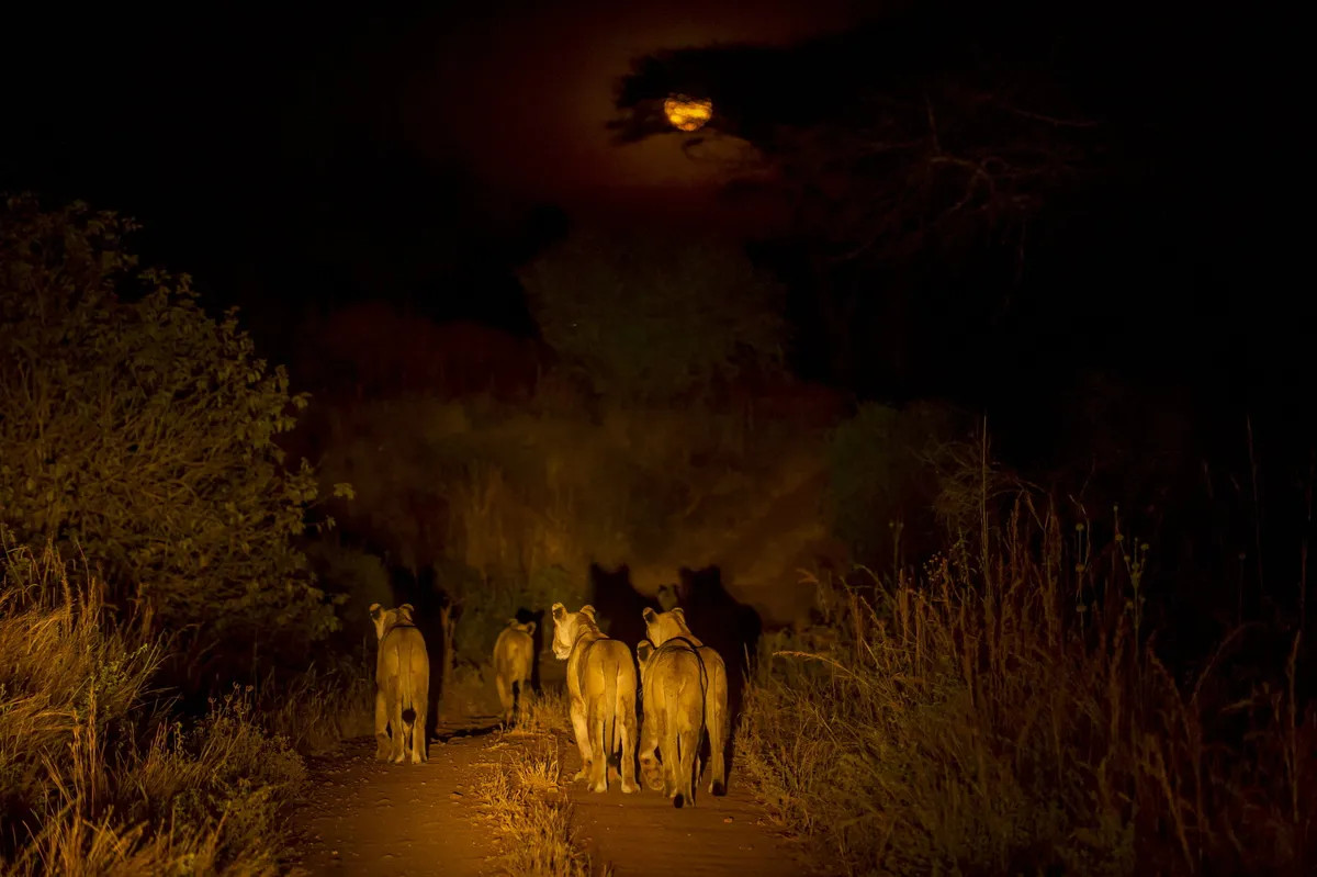 Kigelia Ruaha — photo 19