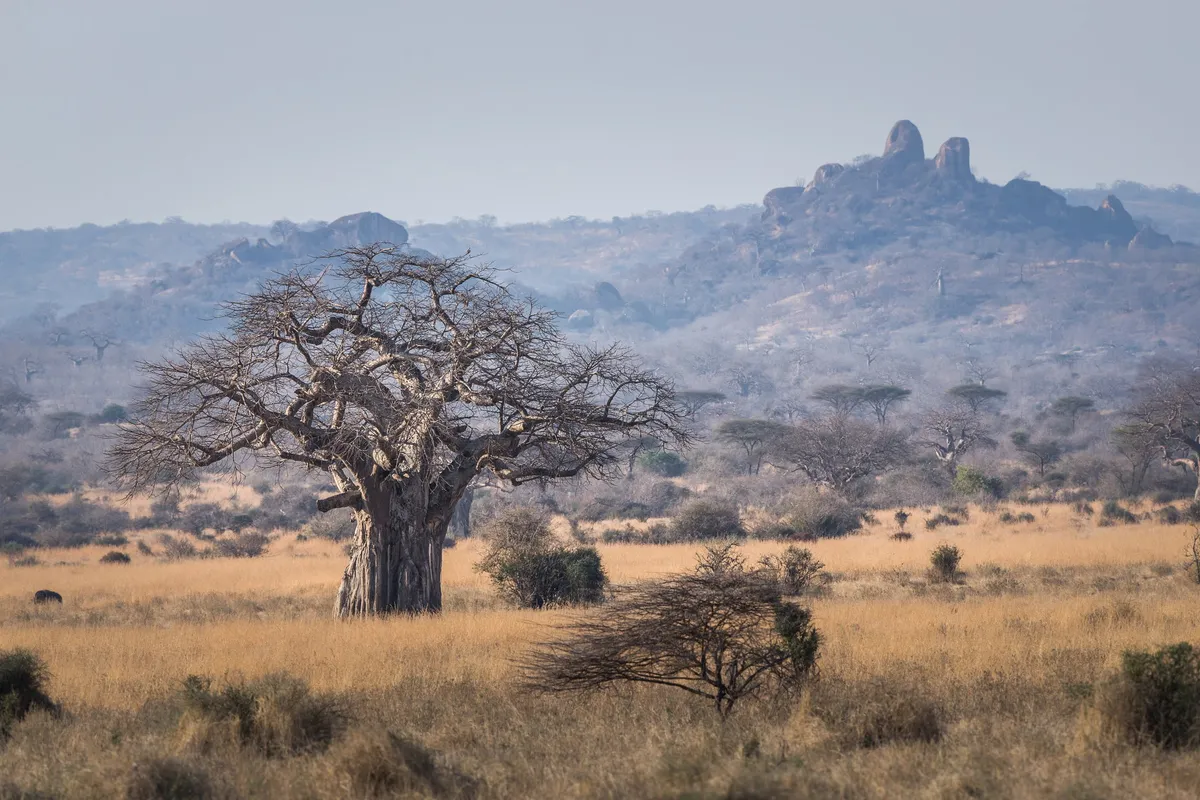 Kigelia Ruaha — photo 22