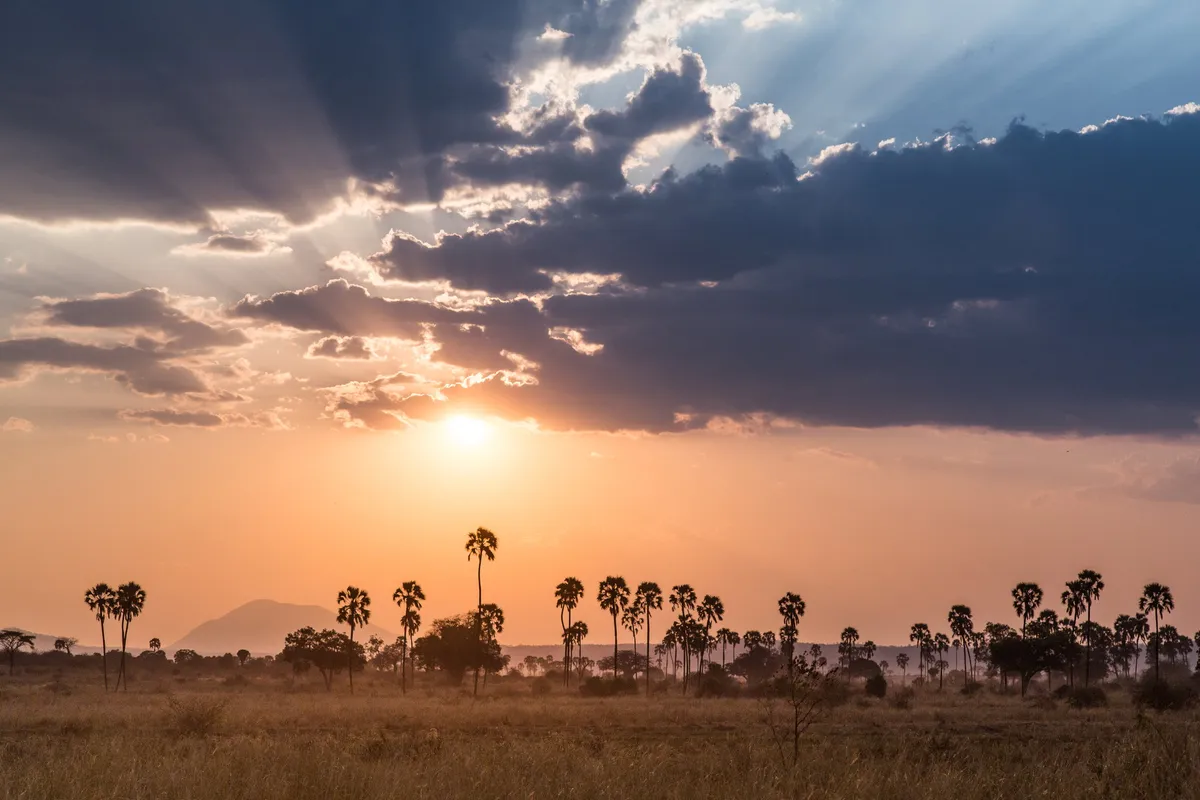 Kigelia Ruaha — photo 24