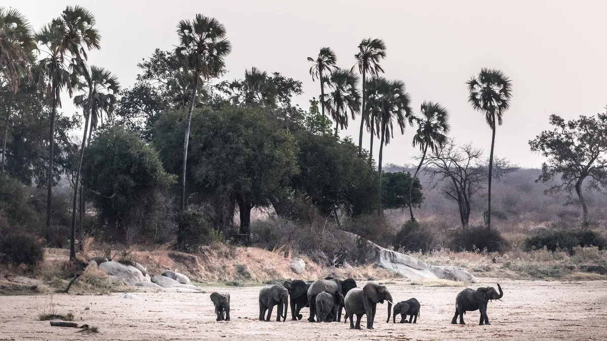 Kigelia Ruaha — photo 25