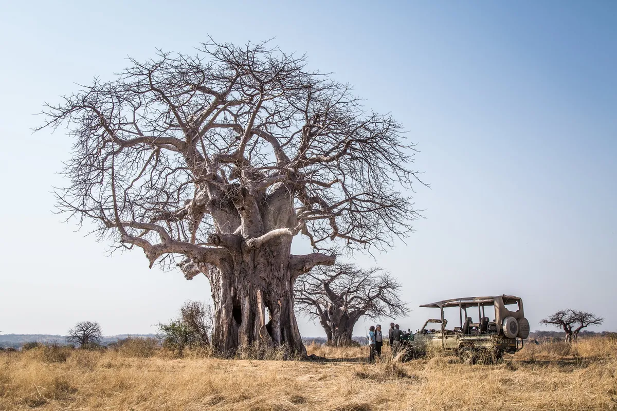 Kigelia Ruaha — photo 27