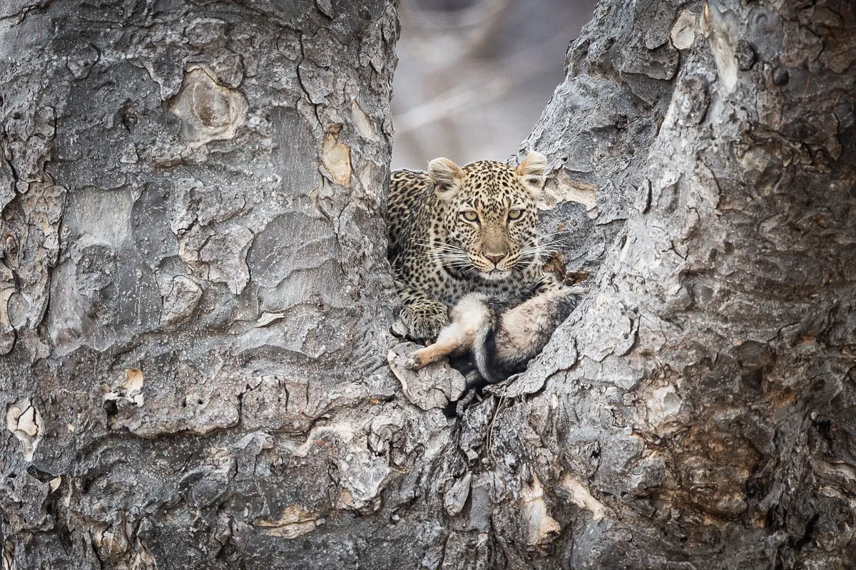 Kigelia Ruaha — photo 28