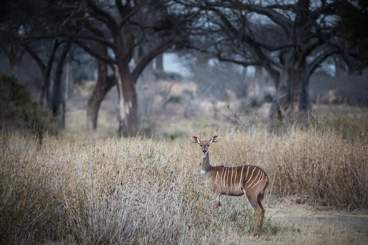 Kigelia Ruaha — photo 30