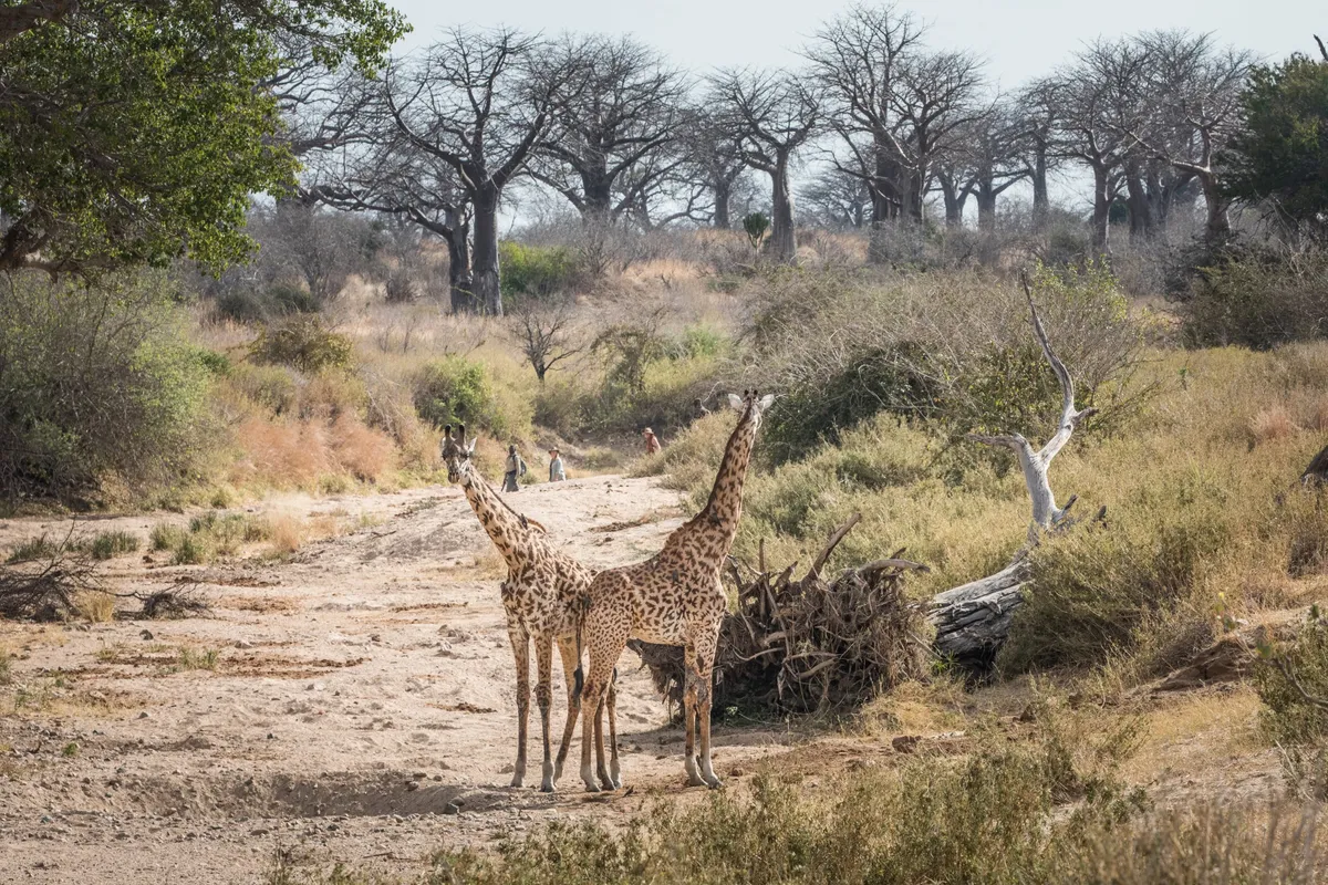 Kigelia Ruaha — photo 31