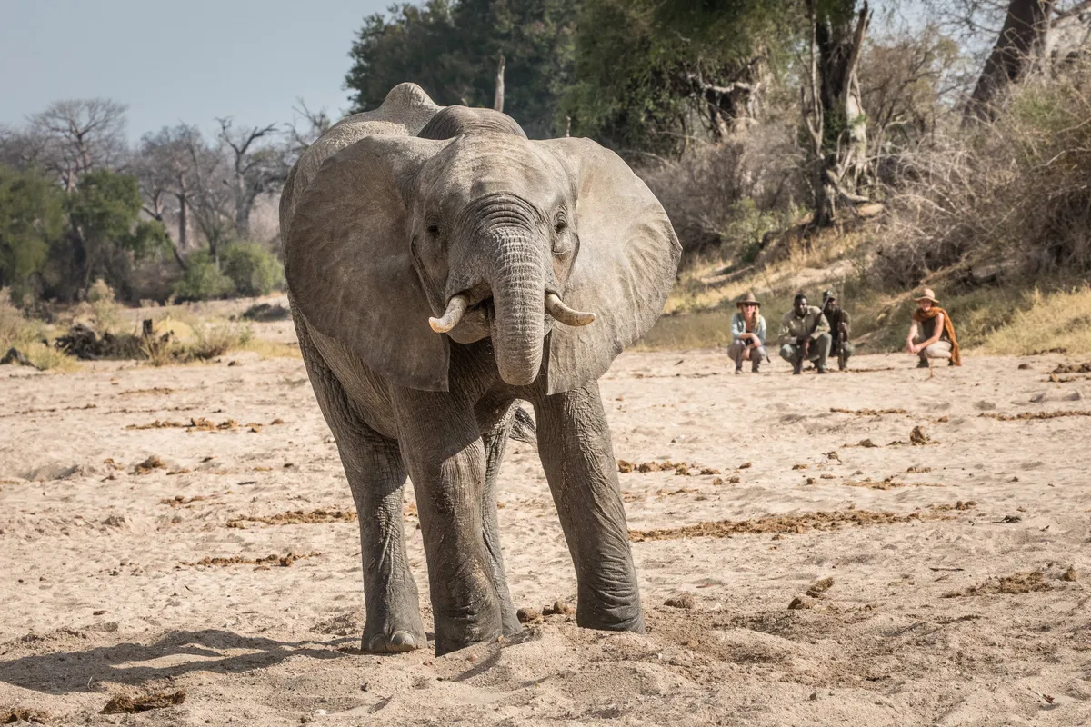 Kigelia Ruaha — photo 32