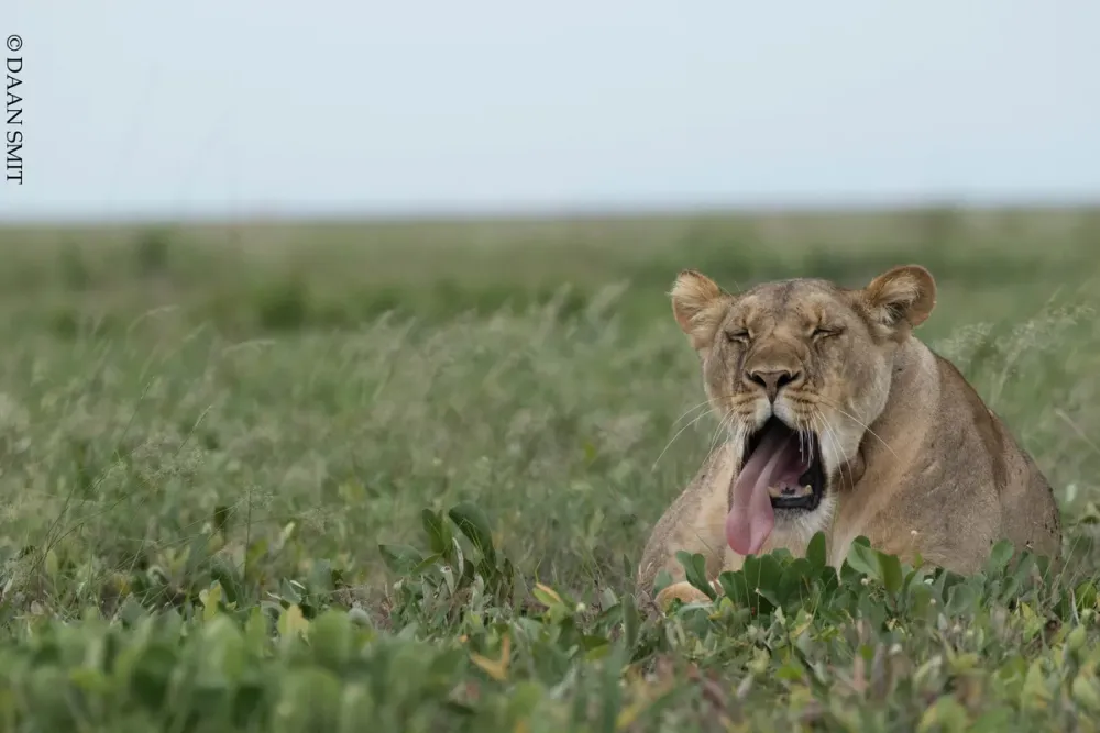 King Lewanika Lodge, Liuwa Plain National Park, Zambia