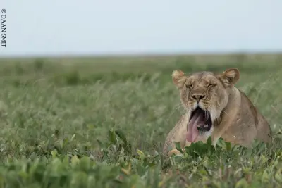 King Lewanika Lodge, Liuwa Plain National Park, Zambia