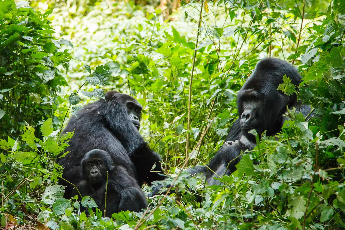 Kwitonda Lodge — photo 5