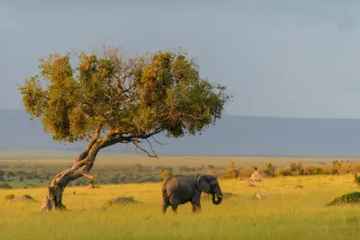 Lamai Serengeti, Serengeti (Lamai / North), Tanzania