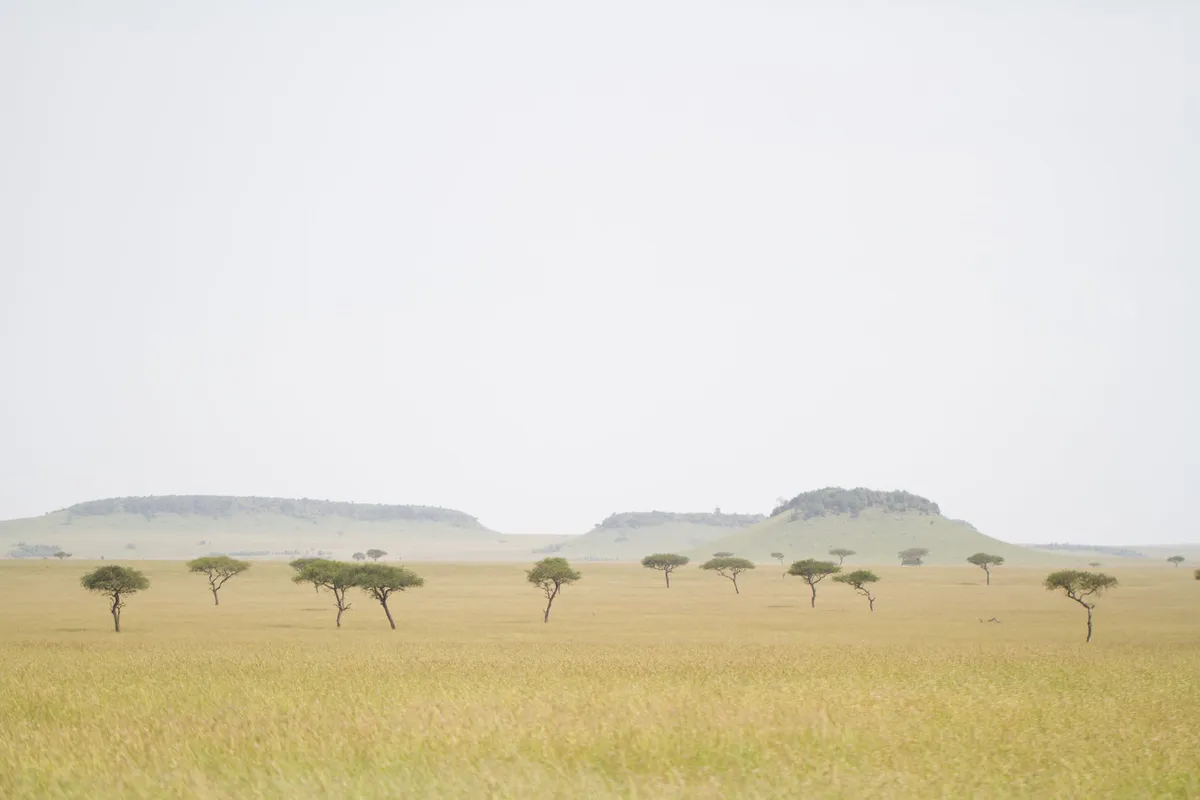 Lamai Serengeti — photo 27