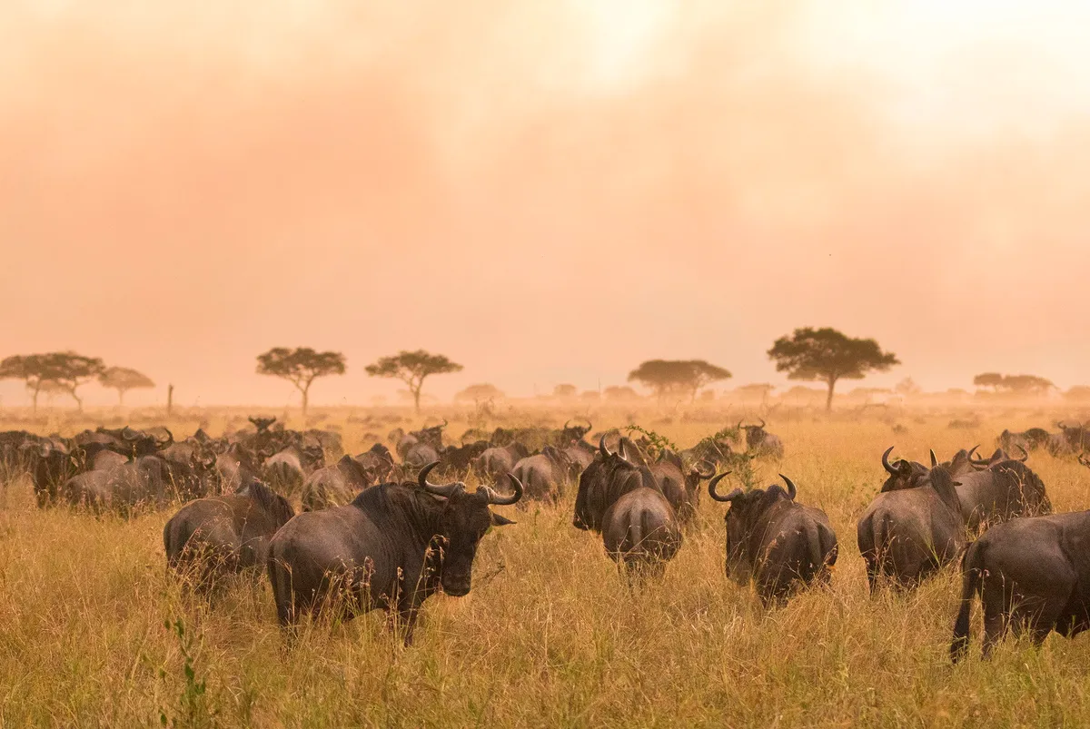 Lamai Serengeti — photo 28