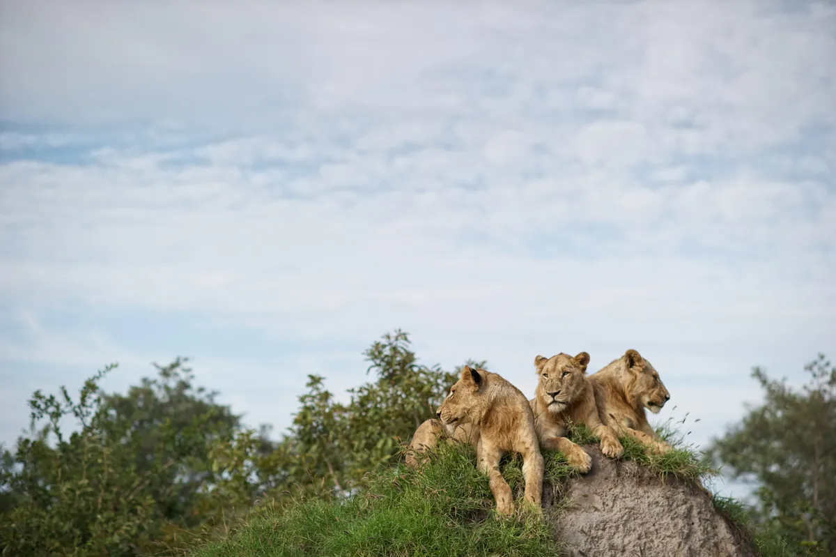 Lebombo Lodge — photo 56