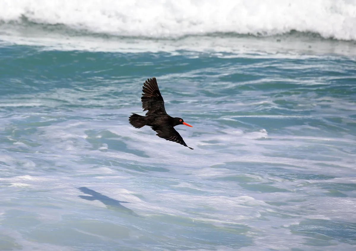 Lekkerwater Beach Lodge — photo 45