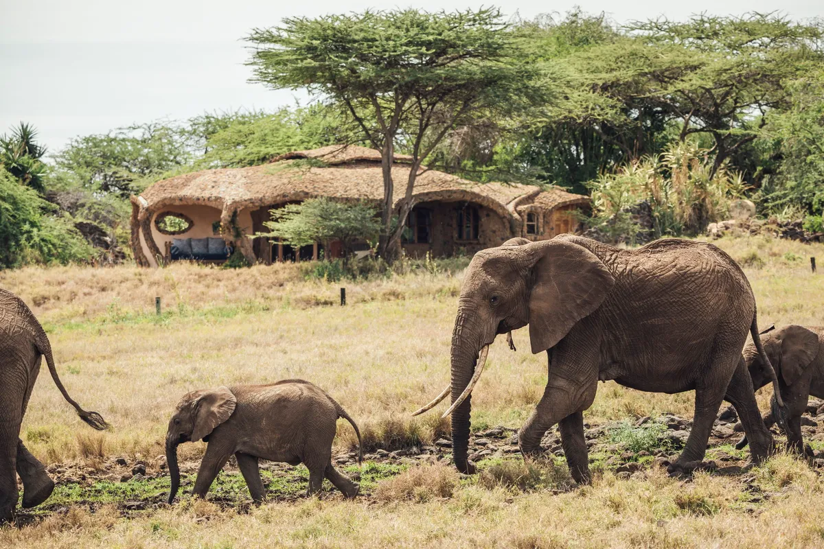 Lewa House — photo 49