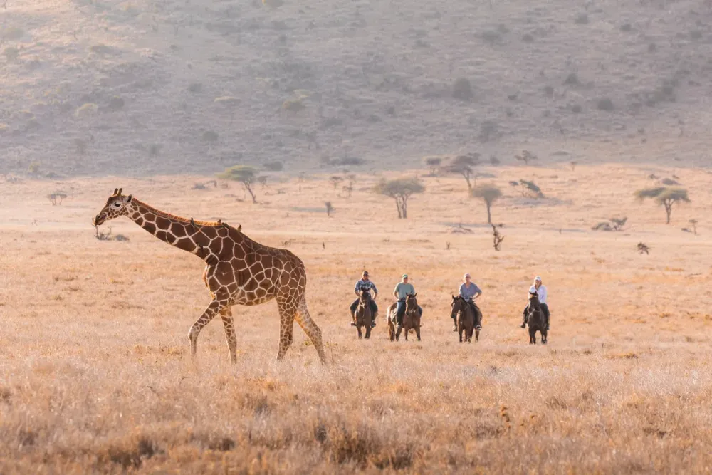 Lewa Wilderness, Lewa Wildlife Conservancy, Kenya