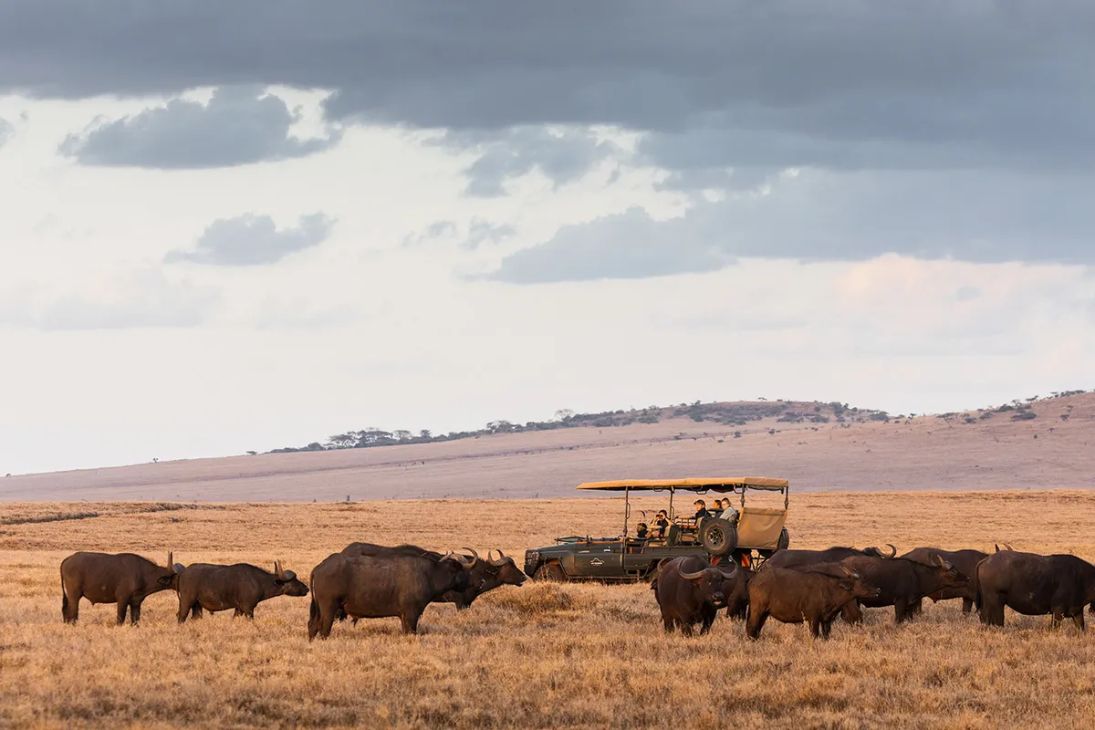 Lewa Wilderness — photo 114