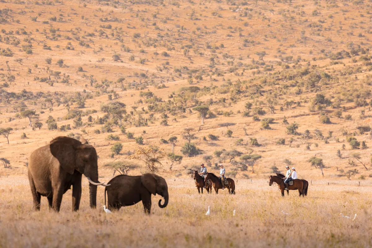 Lewa Wilderness — photo 97