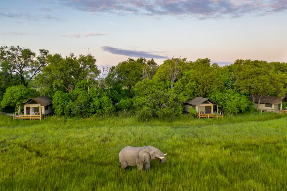 Little Sable, Okavango Delta, Botswana