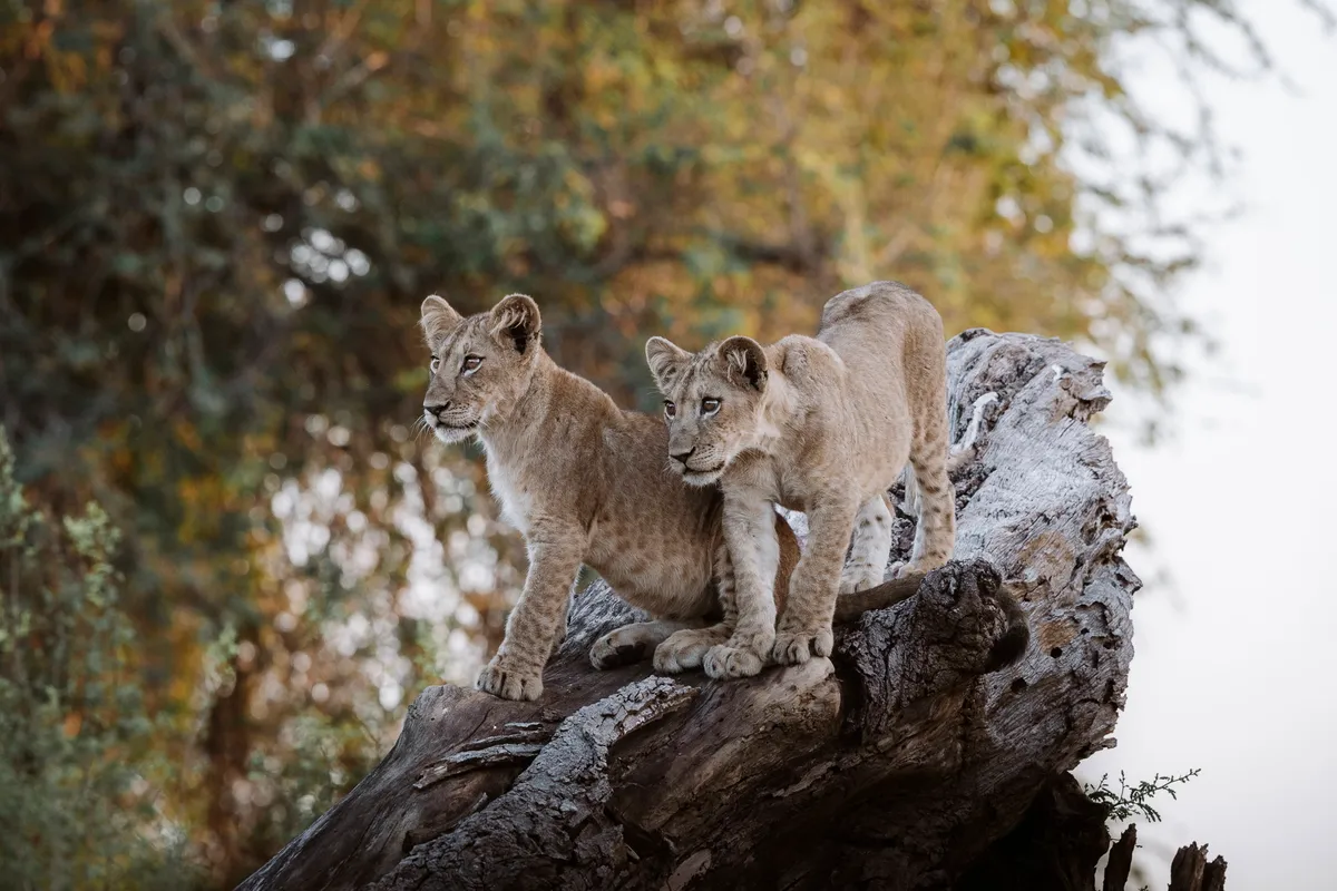 Lolebezi Lodge — photo 18