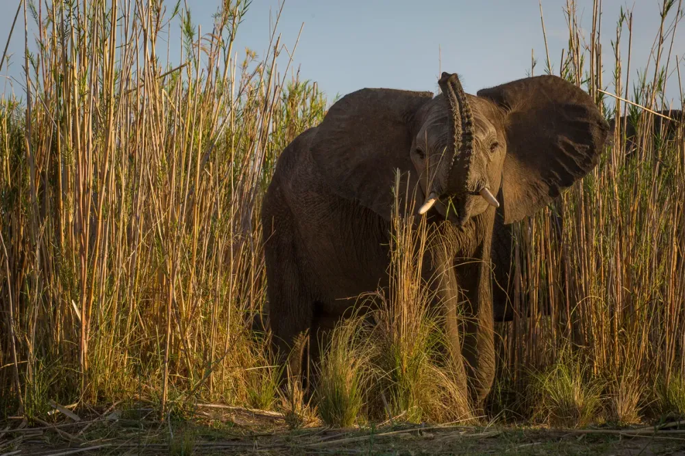 Lower Zambezi