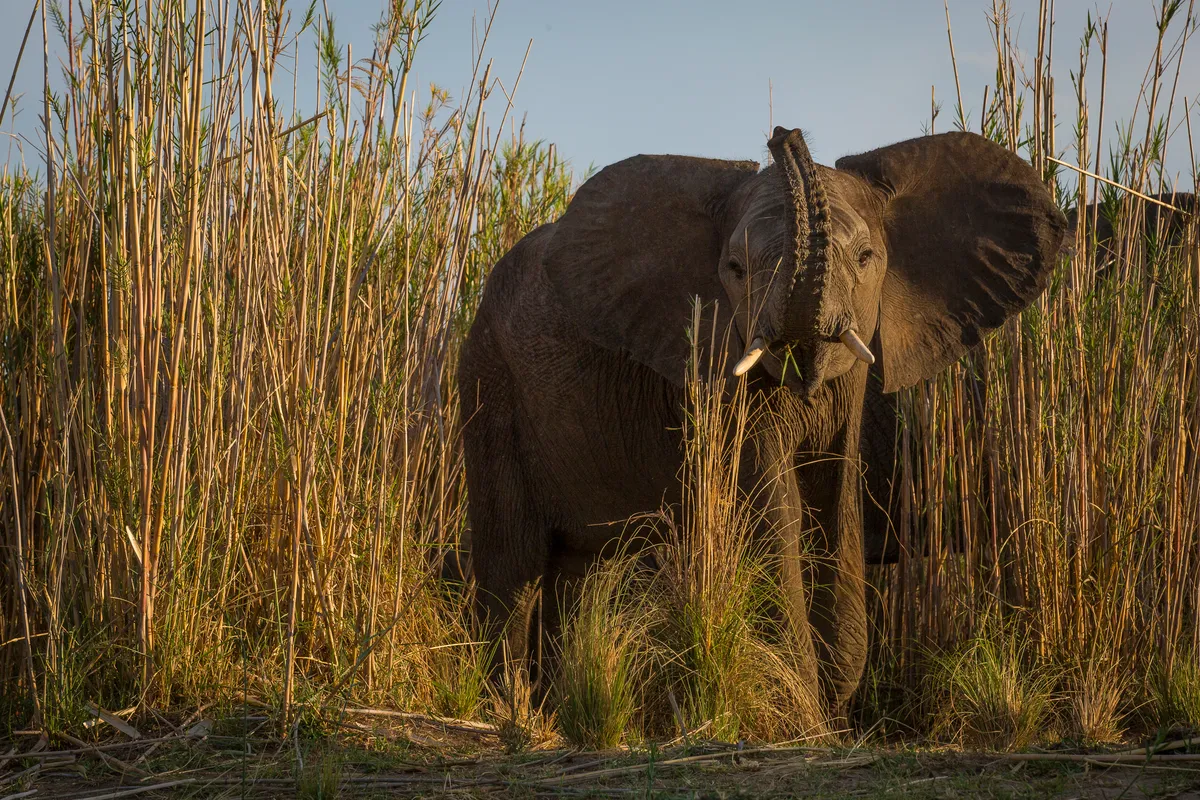 Lower Zambezi