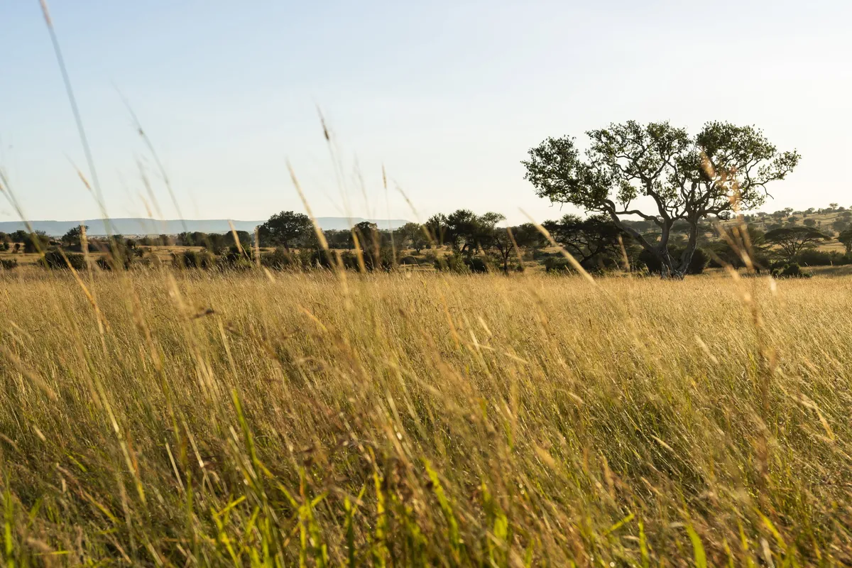 Mara River Tented Camp — photo 22