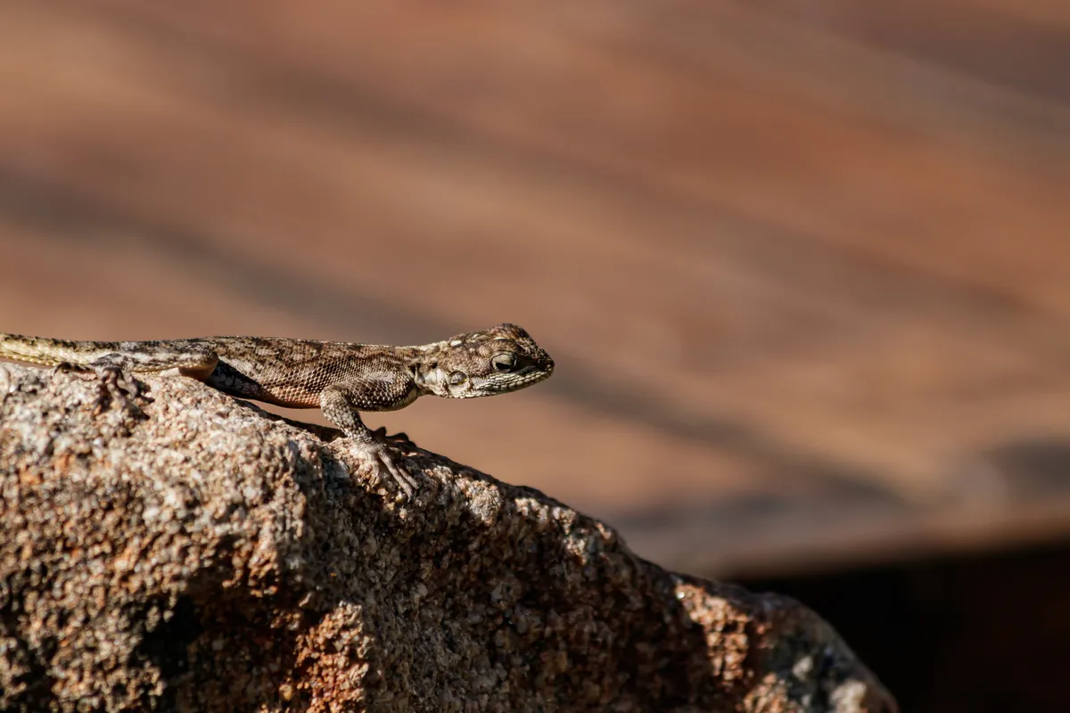 Mara River Tented Camp — photo 24