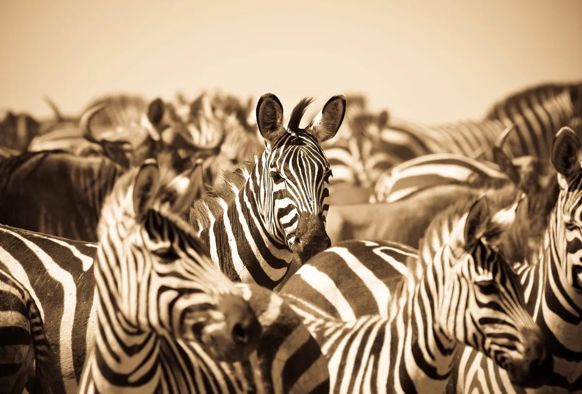 Mara River Tented Camp — photo 9