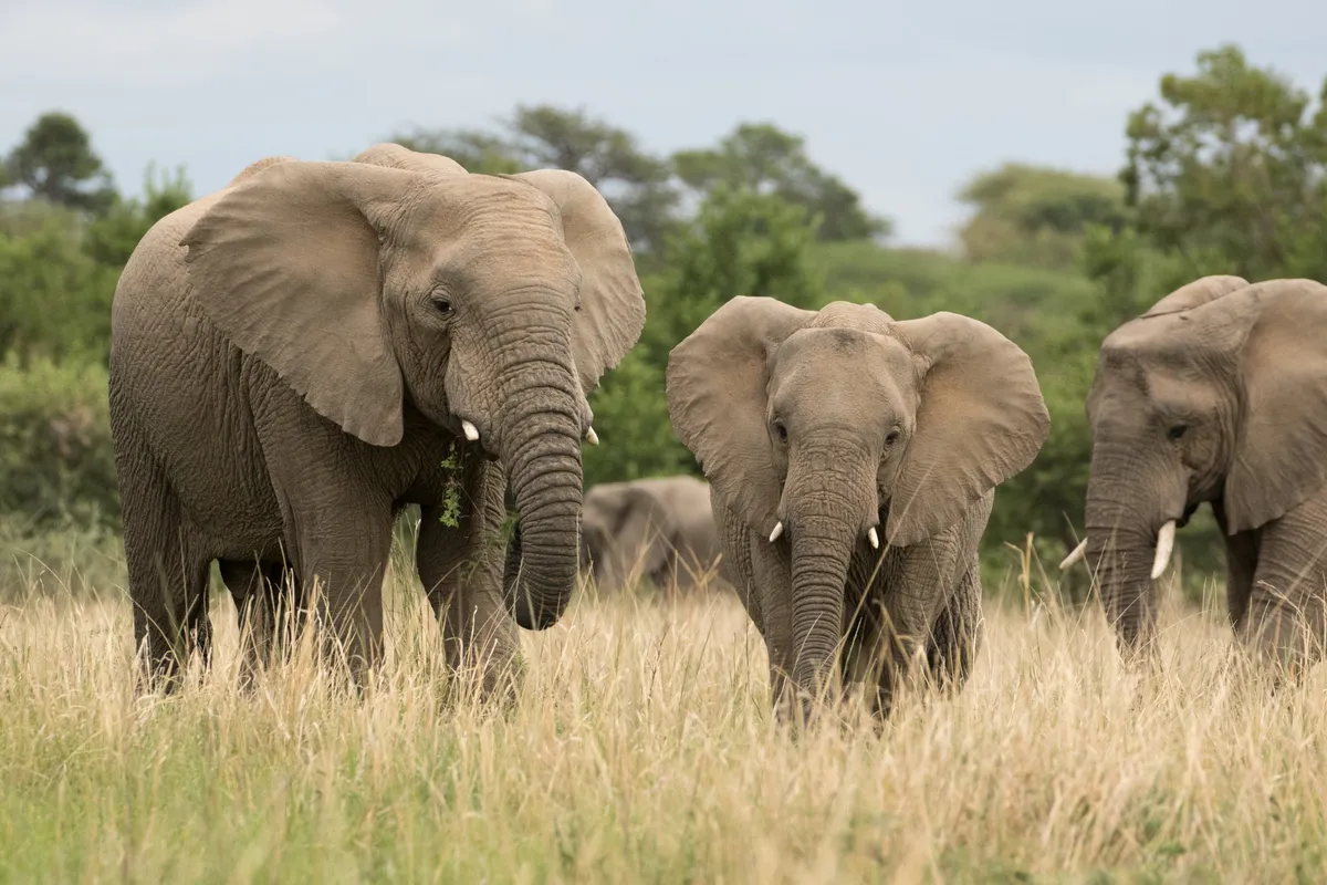 Marataba Safari Lodge — photo 40