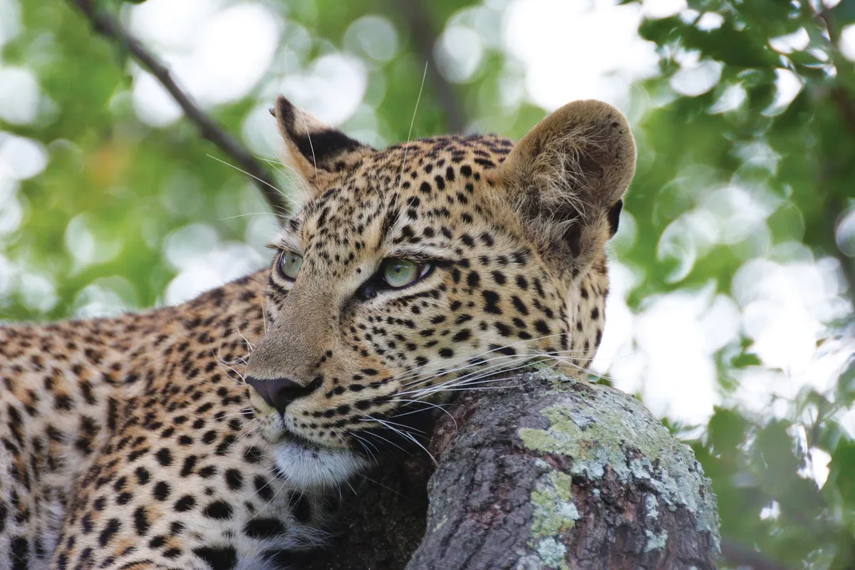 Marataba Safari Lodge — photo 71