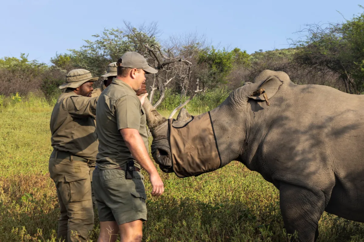 Marataba Safari Lodge — photo 75