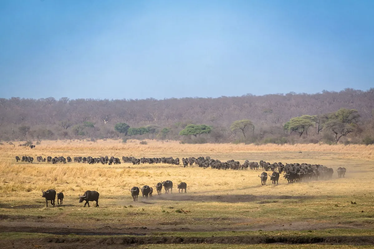 Matetsi Victoria Falls — photo 114