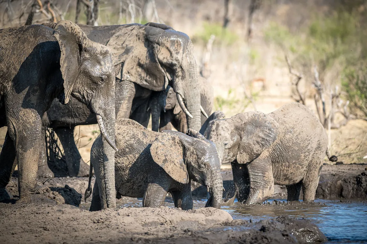 Matetsi Victoria Falls — photo 23