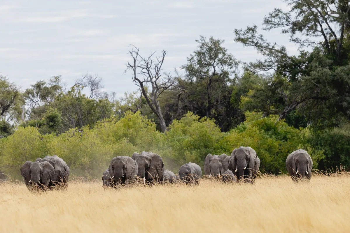 Mbamba — photo 17