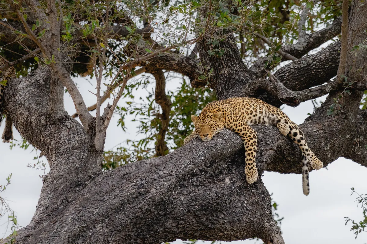 Mbamba — photo 19