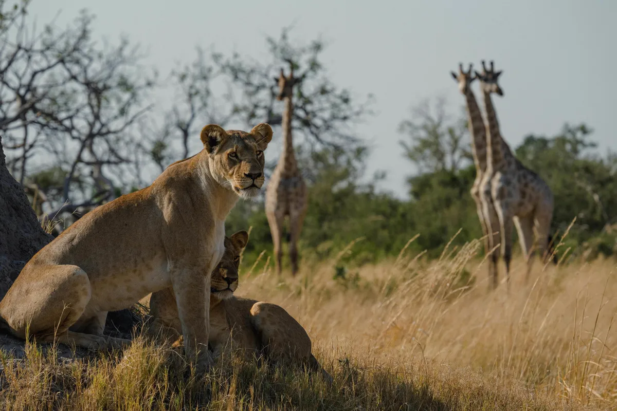 Mbamba — photo 20