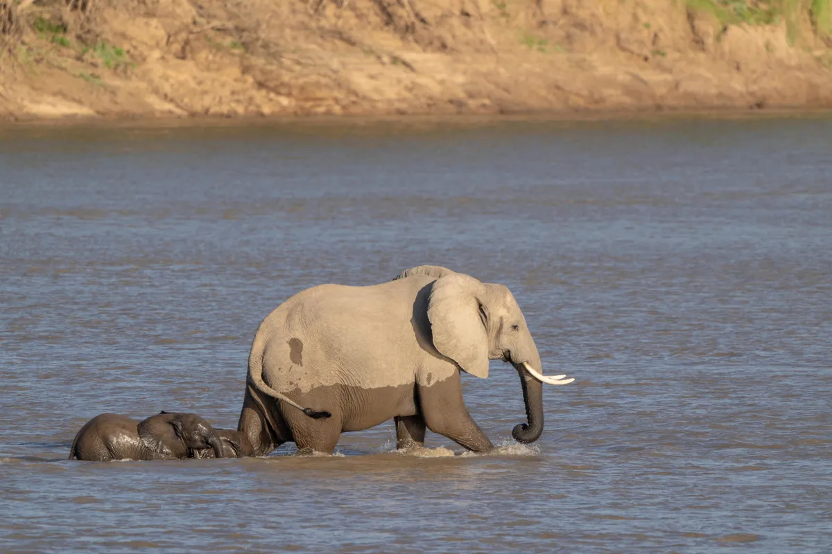 Mchenja Bushcamp — photo 7