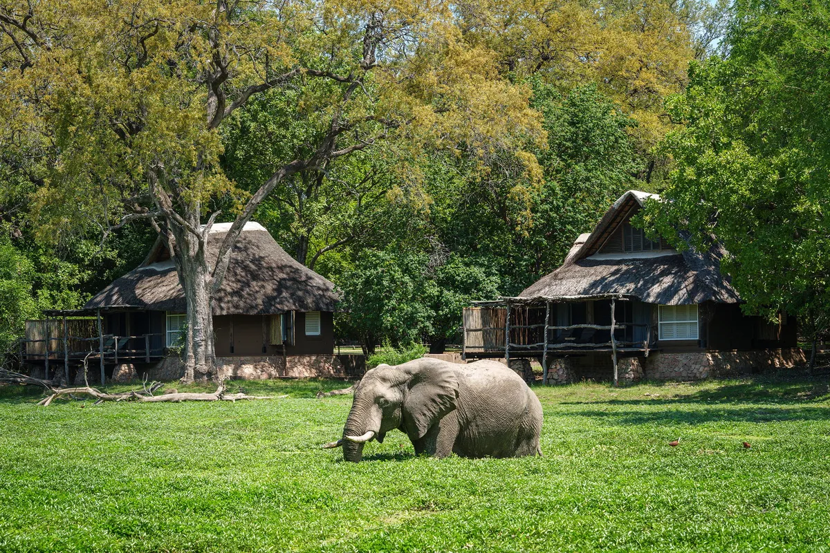 Mfuwe Lodge — photo 15