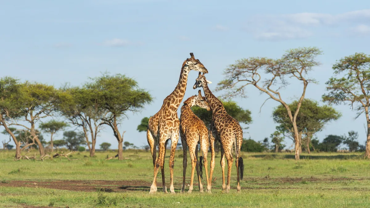 Milele — photo 26