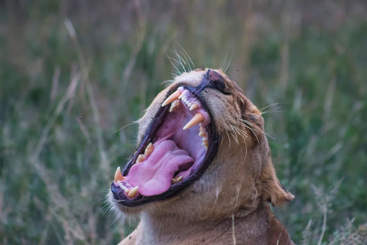 Monwana Game Lodge — photo 56