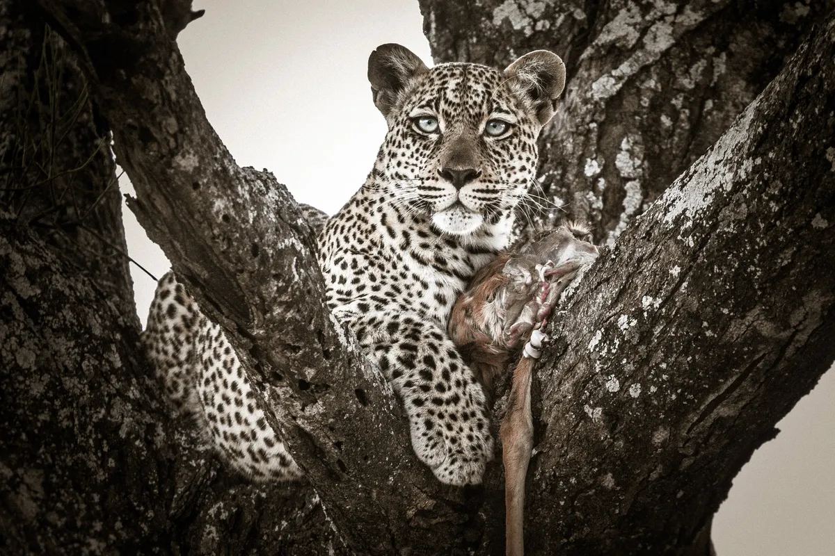 Mwiba Lodge — photo 38