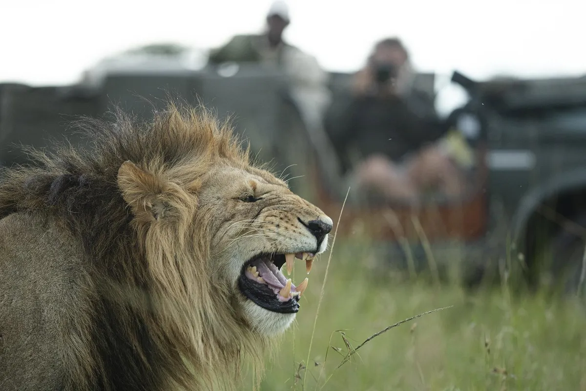 Nkorombo - Masai Mara — photo 12