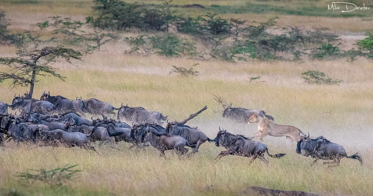 Nkorombo - Masai Mara — photo 13