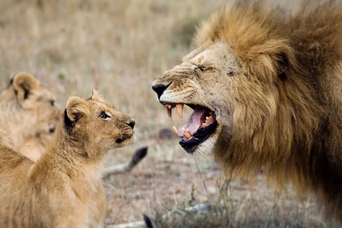 Nkorombo - Masai Mara — photo 14