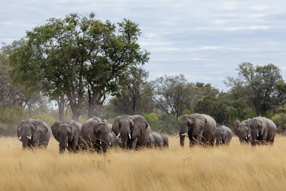 North Island Okavango — photo 11