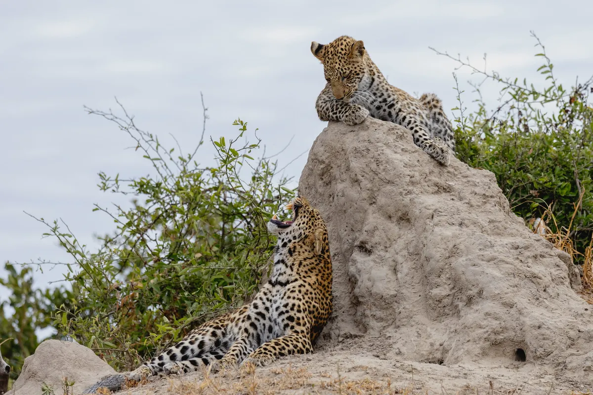 North Island Okavango — photo 14