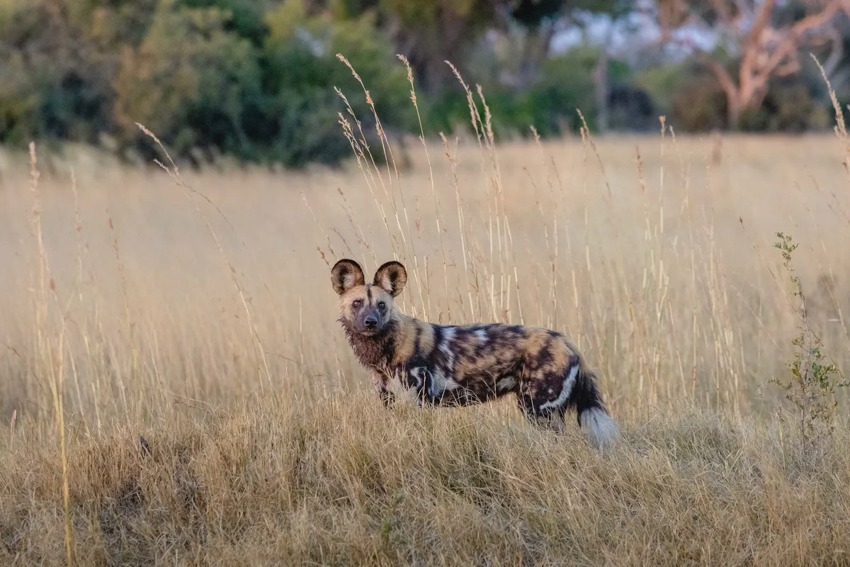 North Island Okavango — photo 17